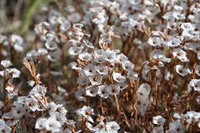 Flower Nature Macro Autumn
