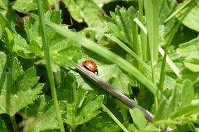 big ladybug on a leaf