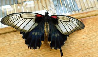 the big butterfly is gorgeous