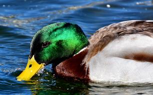 Duck Mallard Drake