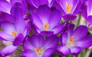 Flowers Plant Crocus