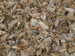 Leaves Ground Texture