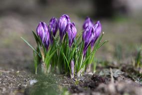Nature Plant Flower