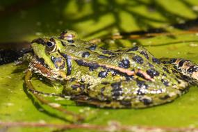 Frog Water Lily Nature