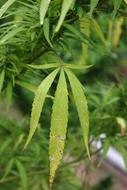 Hemp Leaf Plant