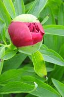 Peony Bud Pink