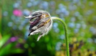 Flower Sasanka Spring