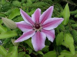 Clematis Rank Plant Flowering