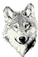 wolf head animal wild wildlife