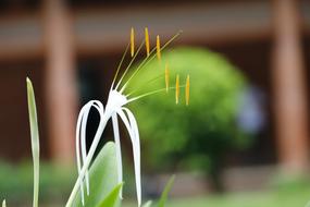 Nature Flora Outdoors