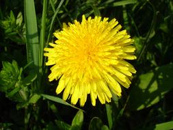 Dandelion Nature Plant
