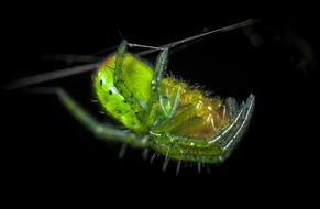 Bespozvonochnoe Nature Animals