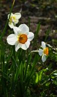 Nature Garden Narcissus