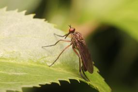 Nature Insect Close Up