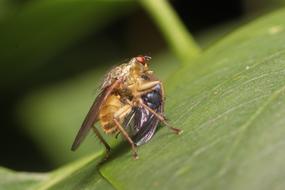 Nature Insect Close Up