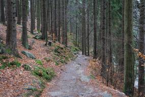 Forest Path Giant Mountains