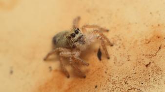 Nature Living Insect