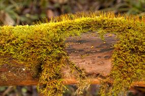 Moss Nature Plant