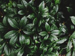 Leaves Foliage Green