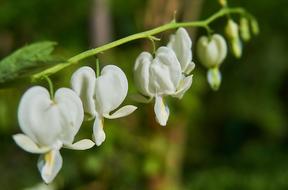 Bleeding Heart Lamprocapnos