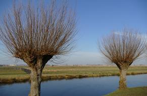 Ditch Water Willow Pollard