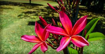 pink lovely garden flower