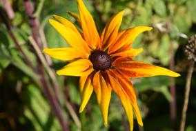 Nature Flower Plant