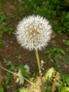 Flowers Nature Plants