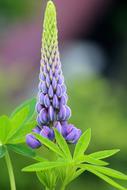 Lupine Flower Summer