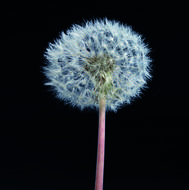 a big dandelion in the night