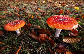 Amanita Muscaria Fly Agaric