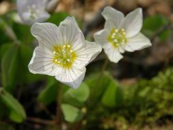Sorrel Oxalis Acetosella Nature