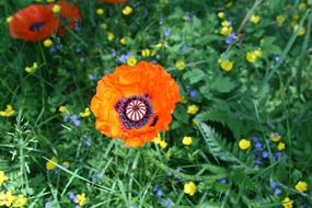 Poppy Plant Nature