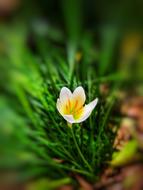 Stormy Blue Flower Natural