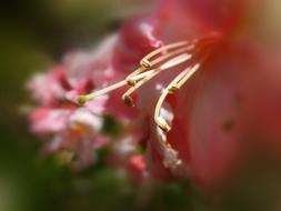 Blossom Flower Garden