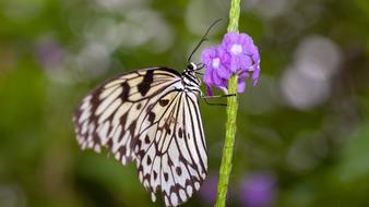 Nature Butterfly Insect