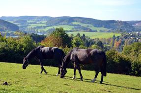 horses are black in the meadow