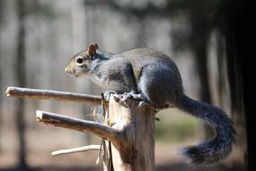 Squirrel Wildlife Nature