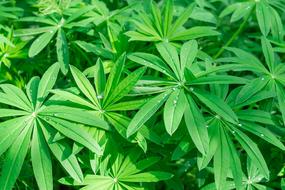 Foliage Leaves Flowers