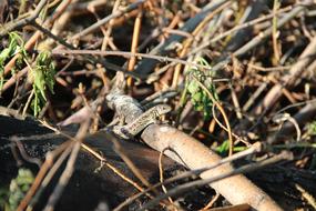 Lizard Nature Living