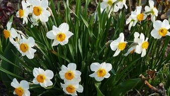 Nature Garden Daffodils
