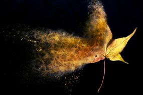 autumn leaves in the night