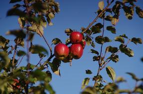 Apple Tree Fruit