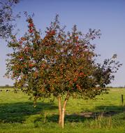 Apple Tree Fruit