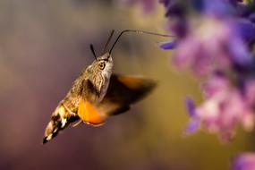 Nature Insect Outdoor