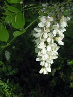 Acacia White Flower Nature