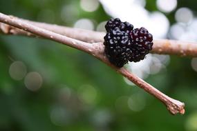 fresh berries on a tree