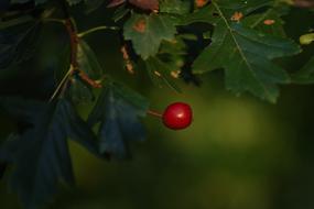 Beetroot Fruit Nature