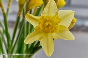 Narcissus Blossom Bloom
