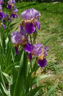 Flower Irises